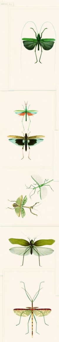 Papier peint entomologie vert