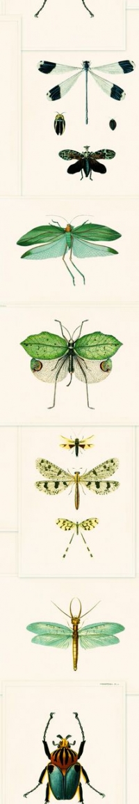 Papier peint entomologie vert