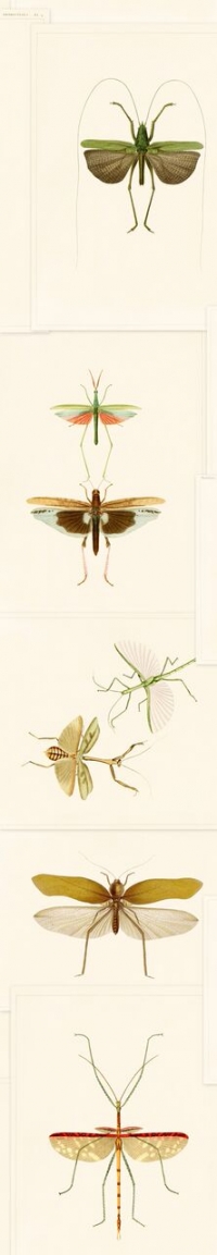 Entomology wallpaper