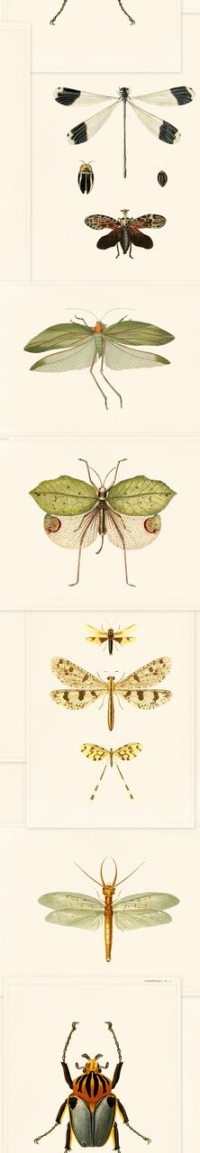 Entomology wallpaper