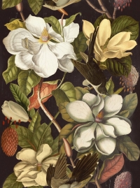 Magnolia zwart