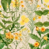 Premium wallpaper Mimulus