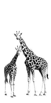 muurposter giraffen