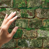 Groen uitgeslagen oude bakstenen behang