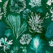 Premium wallpaper Algae Moss