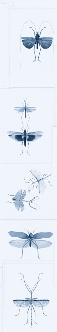Papier peint entomologie bleu