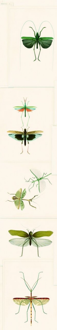 Papier peint entomologie vert
