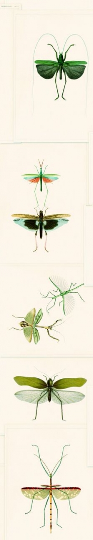 Entomologie groen