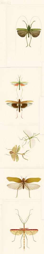 Papier peint entomologie