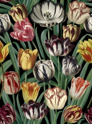 Tulipa