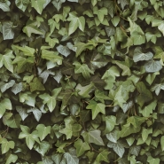 Ivy wall wallpaper
