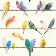 Exotic lovebirds wallpaper