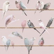 Exotic lovebirds pink blue wallpaper